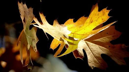 459ba-goldblackoakleaves