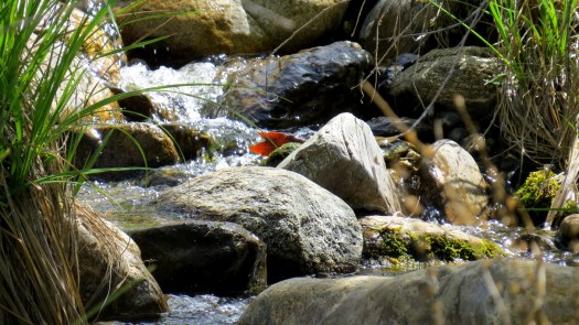 Agua Caliente Creek