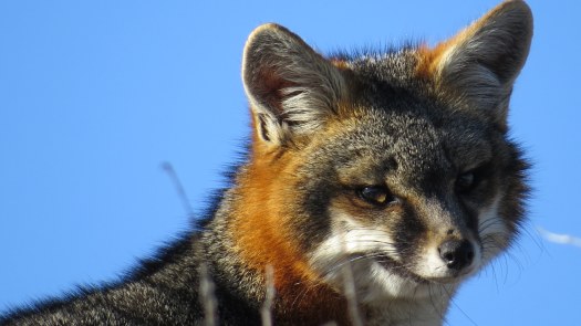 Red Fox