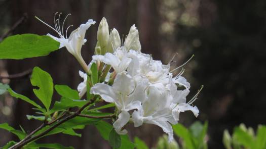 13475088_10157161446135226_7899547750467024167_o