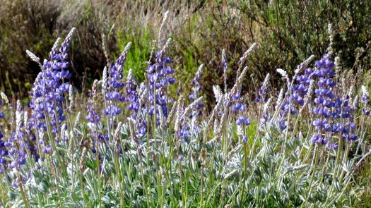 Creek Lupines